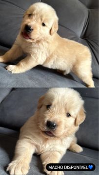 Filhotes Golden Retriever