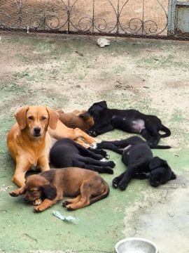 Filhotes de cães para adoção