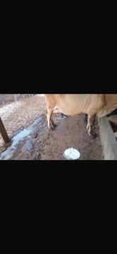 Vaca de leite, raça Jersey, dando 20L por dia nas 2 tiradas. Boa de tirar, muito mansa.