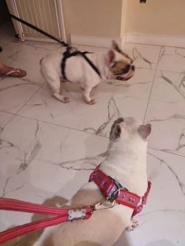 Filhote de Bulldog francês 