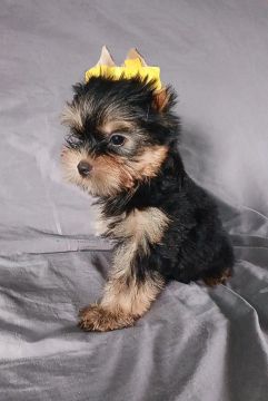 Yorkshire Terrier filhote Macho