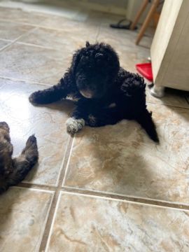Filhote de Poodle
