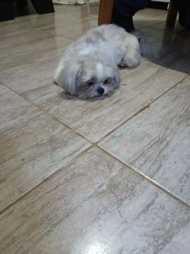 Shih Tzu Fofo Procurando um Lar