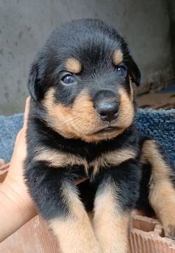 Filhote Rottweiler Fêmea 