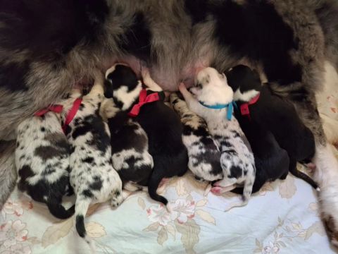 Filhotes Border Collie C/ Pedigree 