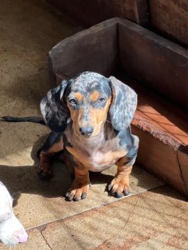 FILHOTES DE DACHSHUND - MACHOS E FÊMEAS 