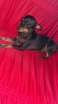 Pinscher número 1 procurando um namorado está no cio segundo cio dela !