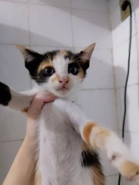 Gatinha Tricolor Fofinha para Adoção