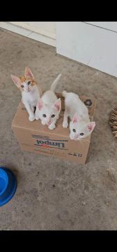 Filhotes de gato para adoção responsável.