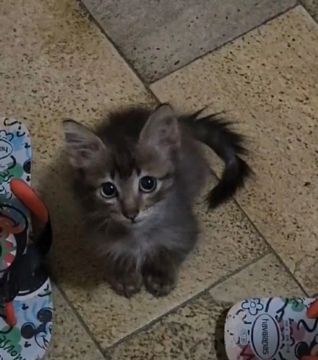 Gatinho 2 meses para adoção! Fiv e felv negativo! Castração garantida! 