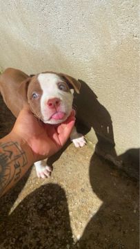 Filhote Pit Bull 