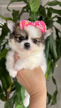 Chihuahua Fêmea - Lindinha Pêlo Longo Liberada! 