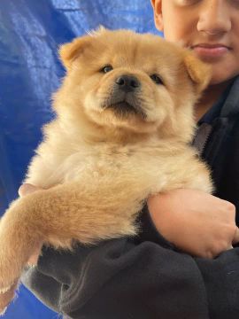 Filhote Chow Chow