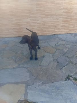 Filhote de cachorro