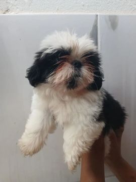 Filhote Shih Tzu 