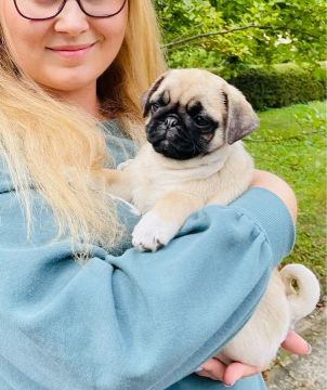 Vendo linda pug fêmea mini vom Pedigree 