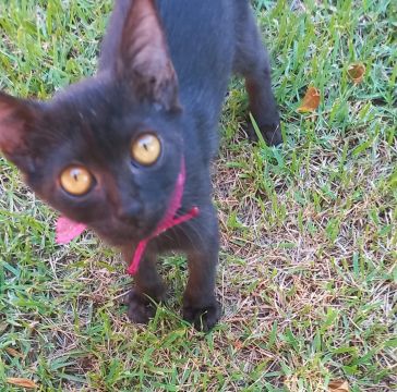 Gatinho  e gatinhas preto disponível para adoção
