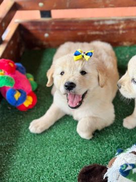 Golden // macho e fêmea com pedigree 