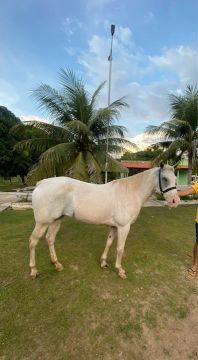 Égua de esteira a venda 