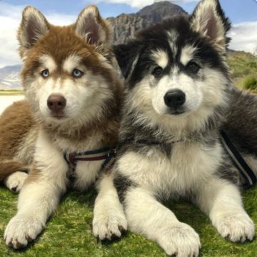 Dois filhotes de raças husky siberiano 