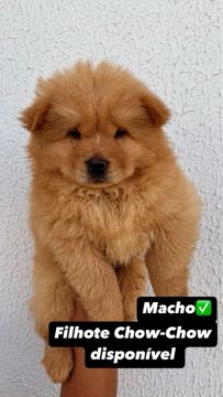 Filhote Chow-Chow Macho