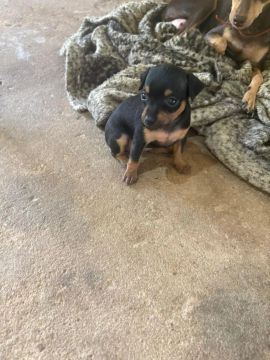Vendo filhotes de pinscher