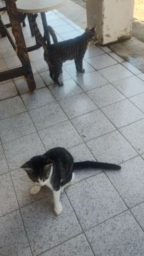 Mãe e filhote para adoção 