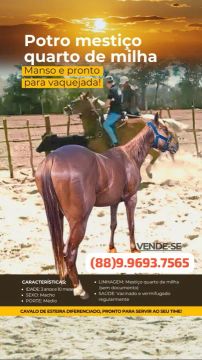 Cavalo de vaquejada 10 mil reais