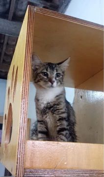 Gatinha linda para adoção