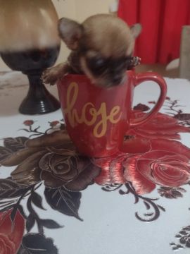 Venda de cachorro 