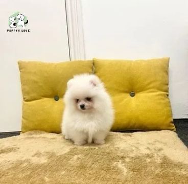 Cachorro Lulu da Pomerania Lindíssimo