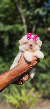 Shih Tzu - Olhos Claros