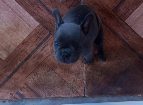 Filhote de cachorro buldogue francês blue 