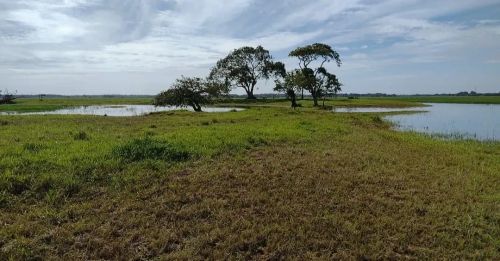 Fazenda de 15.000 hectares em - Pracuúba - AP