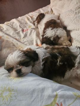 Dois filhotes Shih Tzu à venda