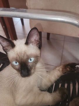 Gatinhos disponível para adoção