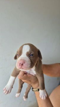 Filhote de Pitbull