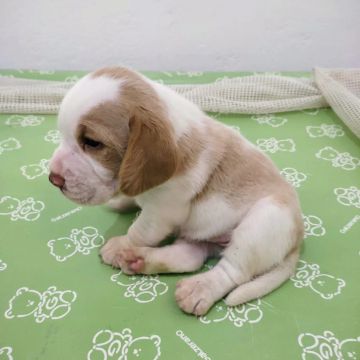 Filhote Beagle - Fofo e Carinhoso