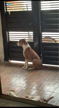 Casal de boxer disponível!
