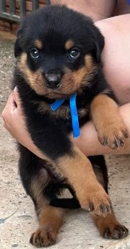 Filhote Rottweiler