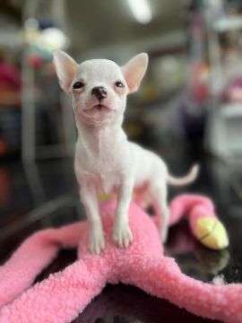 Chihuahua White Micro - Raças e Patas Central de Canis