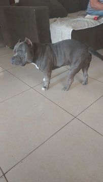 American Bully Pocket 