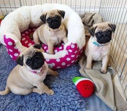 Pug Impecaveis