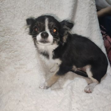 Menino de chihuhaua 