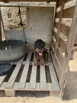 Filhote de Rottweiler