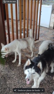 Vendo casal ou somente um husky siberiano fêmea branca pelo curto macho pelo longo