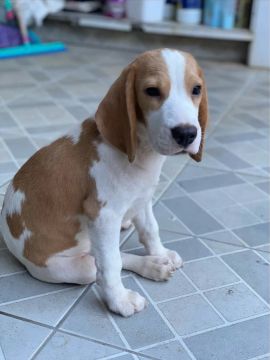 Beagle Fêmea Com Pedigree de 3 Geração