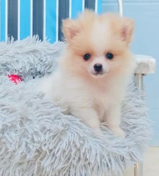 Belo machinho de Spitz alemão com pedigree e microchip 