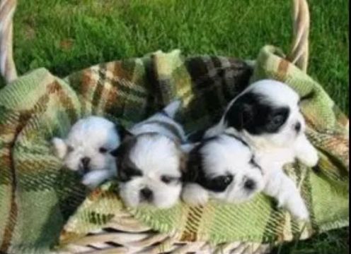 Corra garanta seu Mini bebe shihtzu