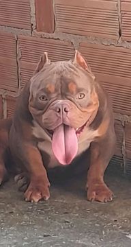 American bully 